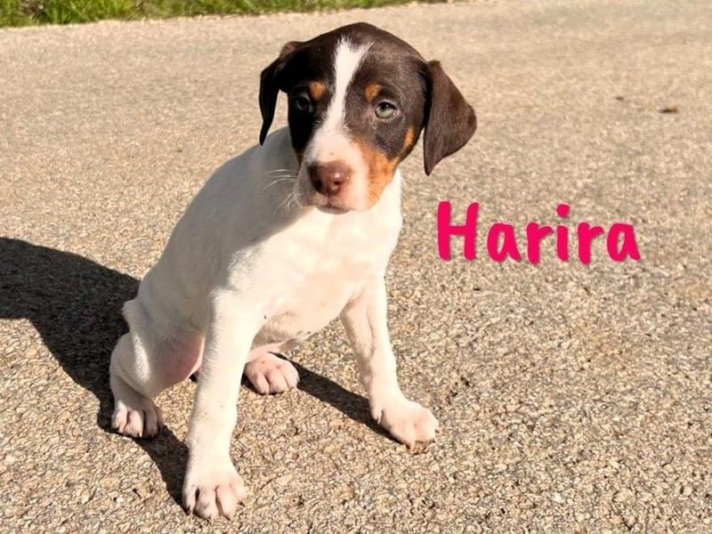 Harira geb. 12/2024 (in Deutschland) - neugierige und clevere Bodeguero-Pinscher-Mix Junghündin!