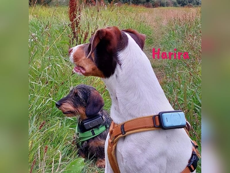 Harira geb. 12/2024 (in Deutschland) - neugierige und clevere Bodeguero-Pinscher-Mix Junghündin!