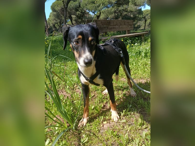 hübsches, freundliches Hundemädchen Elma