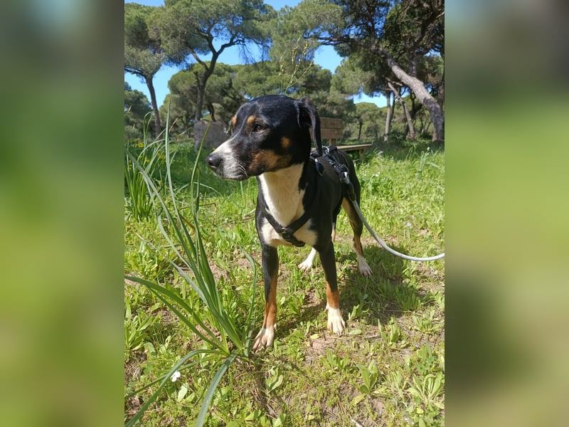 hübsches, freundliches Hundemädchen Elma