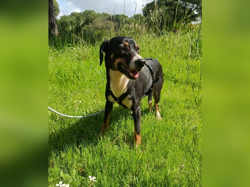 hübsches, freundliches Hundemädchen Elma