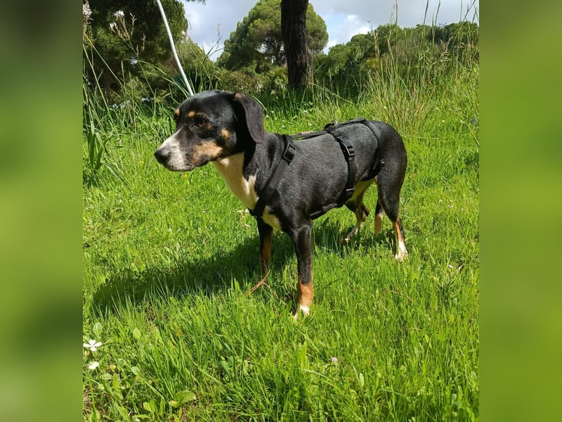 hübsches, freundliches Hundemädchen Elma