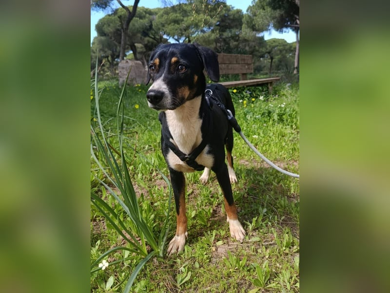 hübsches, freundliches Hundemädchen Elma