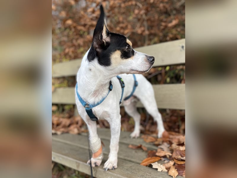 Jacky, freundlich, katzenverträglich und sozial