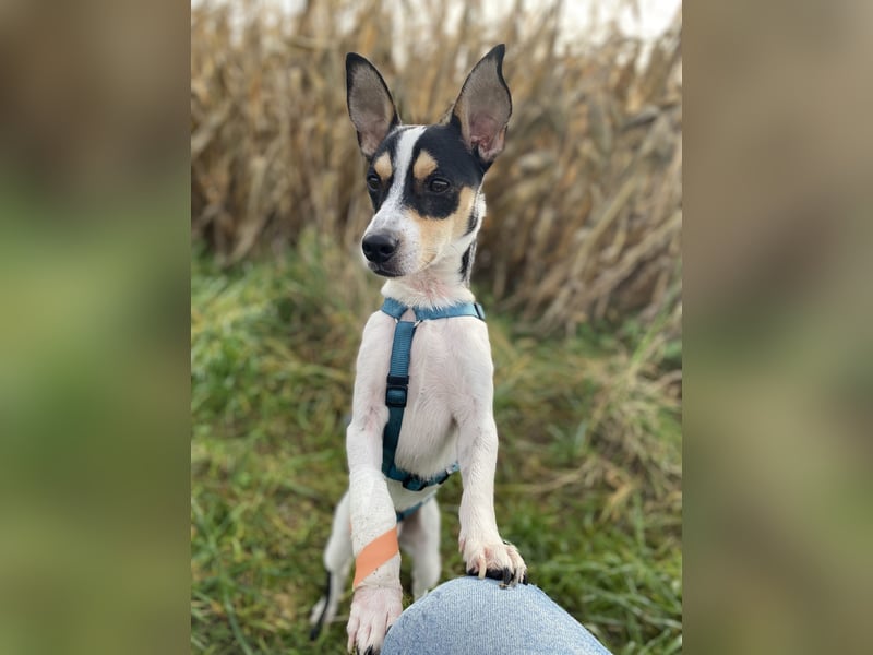 Jacky, freundlich, katzenverträglich und sozial