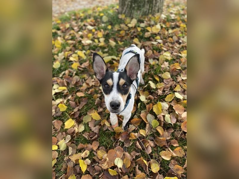 Jacky, gute Laune garantiert