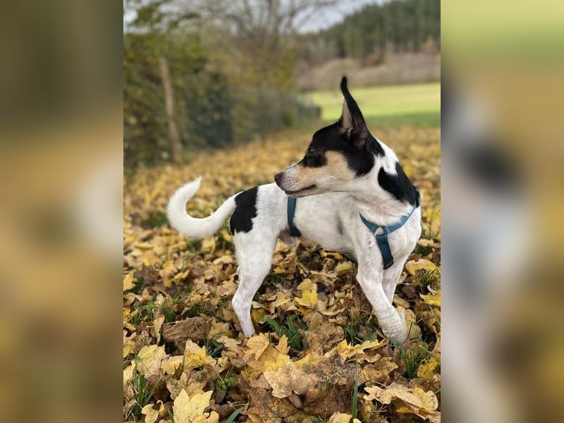 Jacky, gute Laune garantiert