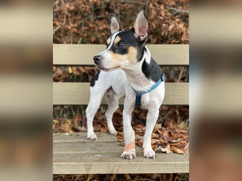 Jacky, freundlich, katzenverträglich und sozial