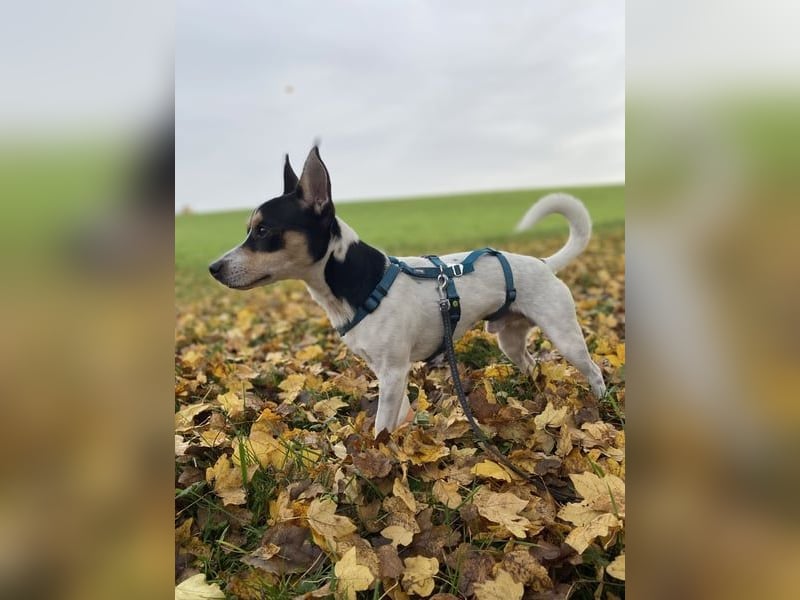 Jacky, gute Laune garantiert