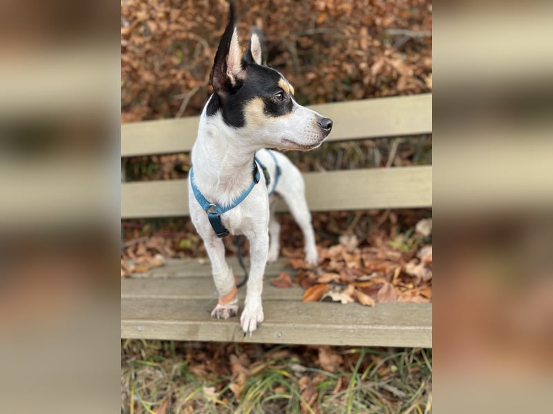 Jacky, freundlich, katzenverträglich und sozial