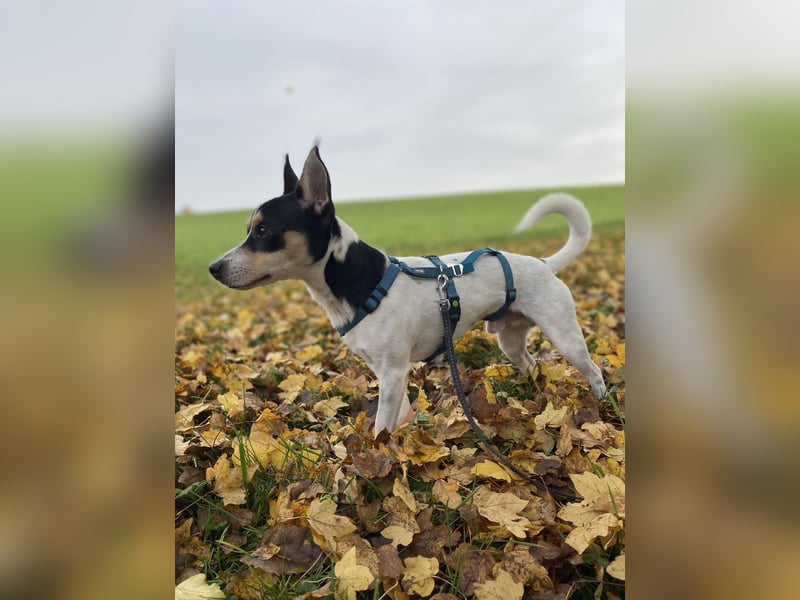 Jacky, freundlich, katzenverträglich und sozial