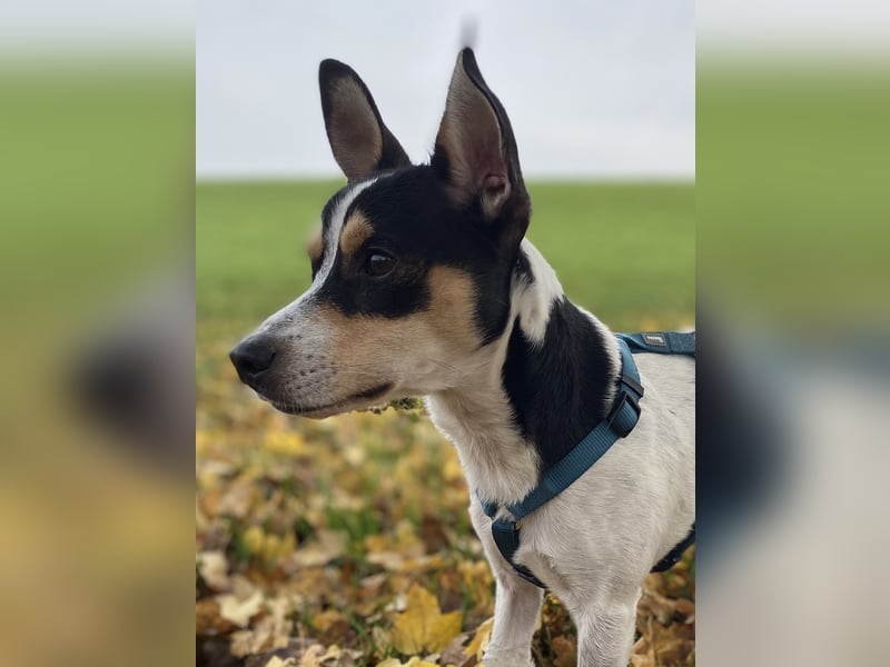 Jacky, freundlich, katzenverträglich und sozial