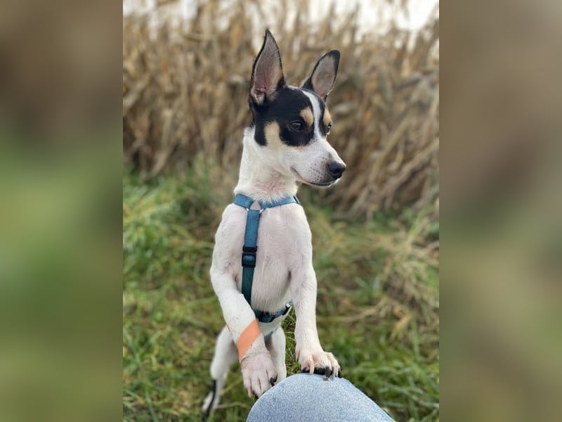 Jacky, gute Laune garantiert