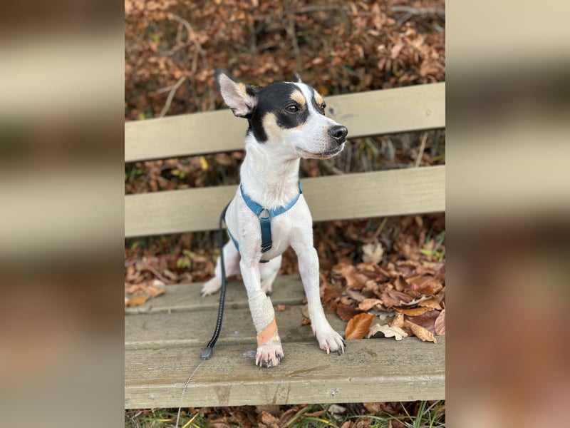 Jacky, freundlich, katzenverträglich und sozial