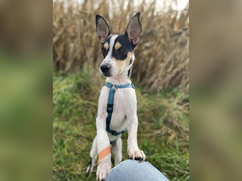 Jacky, gute Laune garantiert