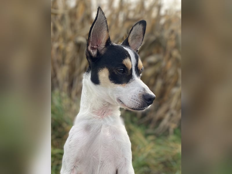 Jacky, freundlich, katzenverträglich und sozial