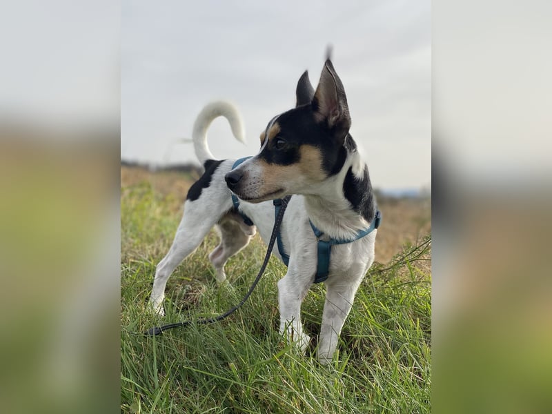 Jacky, freundlich, katzenverträglich und sozial