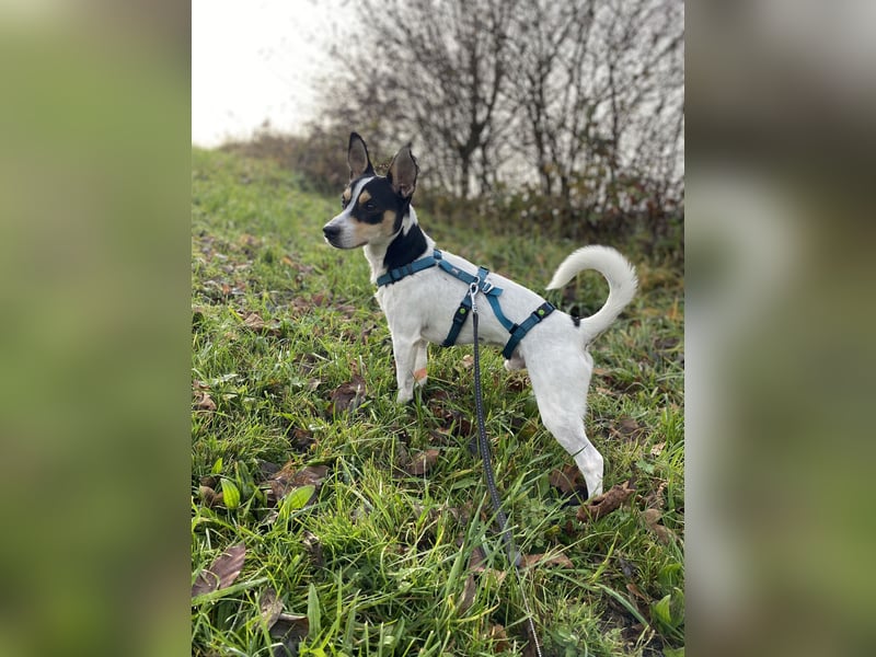 Jacky, freundlich, katzenverträglich und sozial