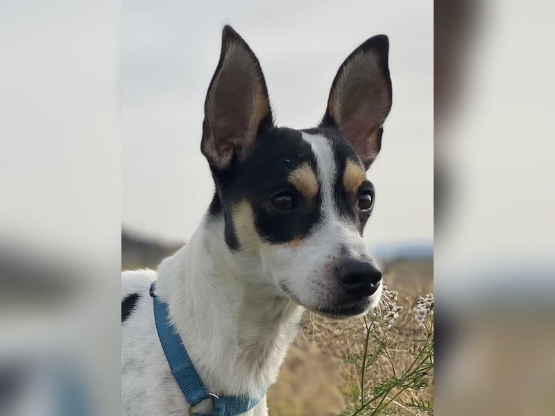 Jacky, freundlich, katzenverträglich und sozial