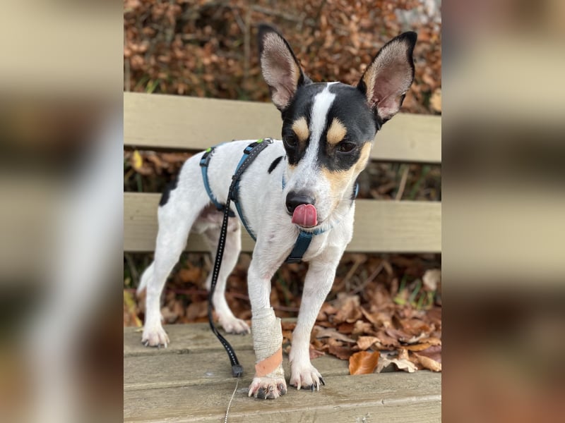 Jacky, freundlich, katzenverträglich und sozial