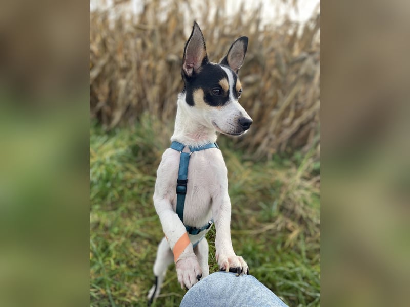 Jacky, freundlich, katzenverträglich und sozial