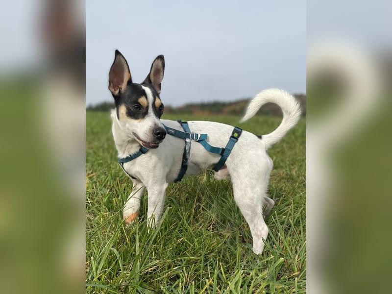 Jacky, gute Laune garantiert