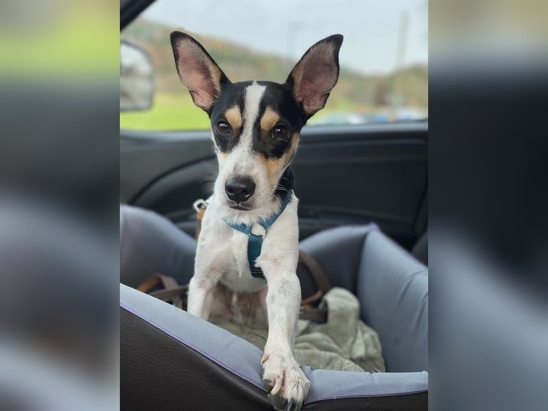 Jacky, gute Laune garantiert