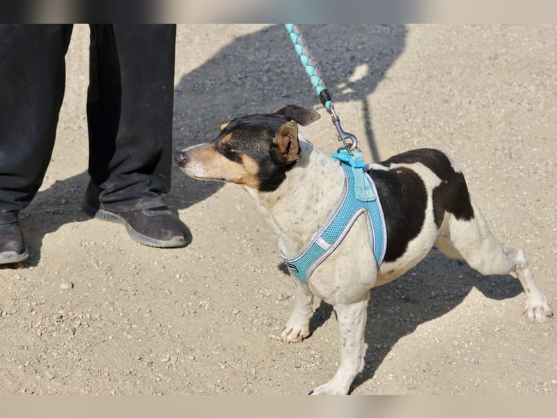 Prince - neugierig, offen und zutraulich