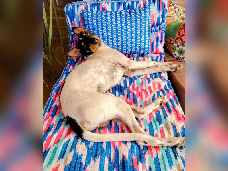 FELIX - Kleine Pfoten, große Lebensfreude