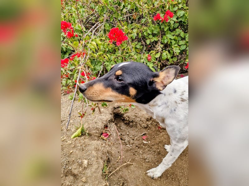 FELIX - Kleine Pfoten, große Lebensfreude