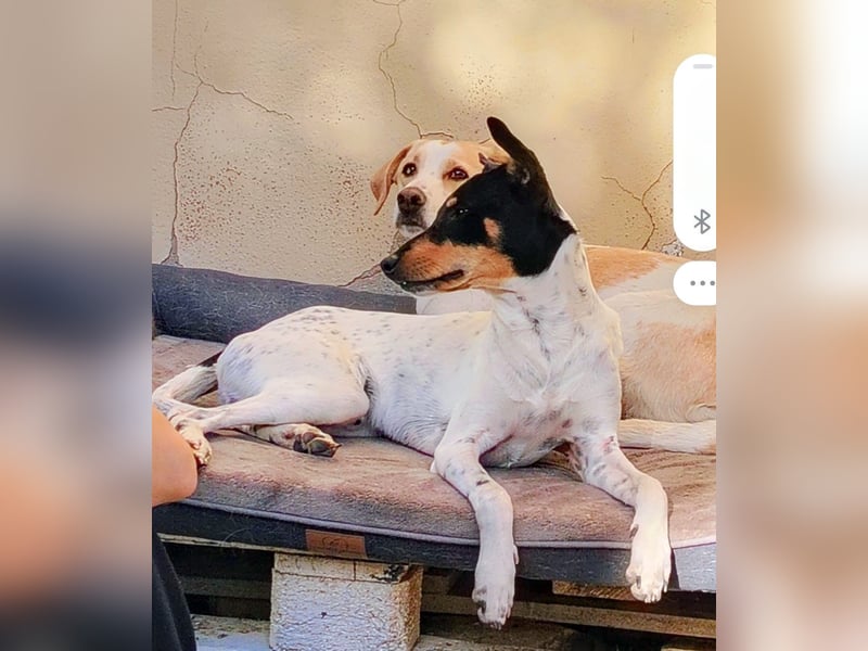 FELIX - Kleine Pfoten, große Lebensfreude