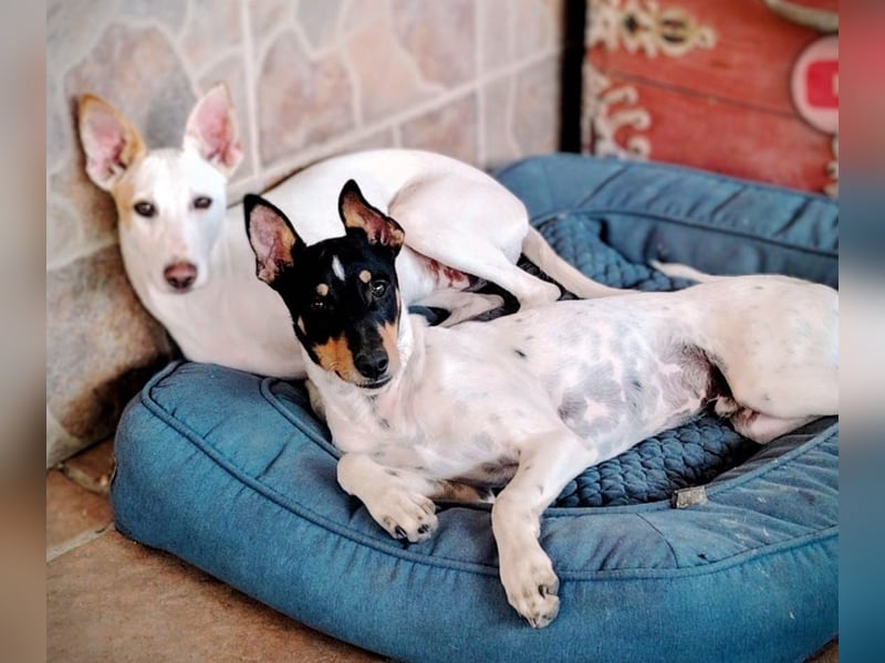 FELIX - Kleine Pfoten, große Lebensfreude