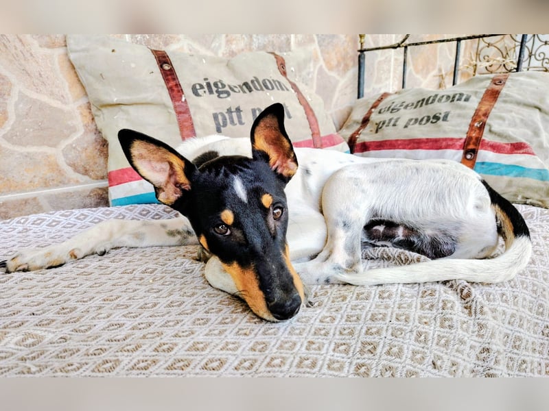 FELIX - Kleine Pfoten, große Lebensfreude