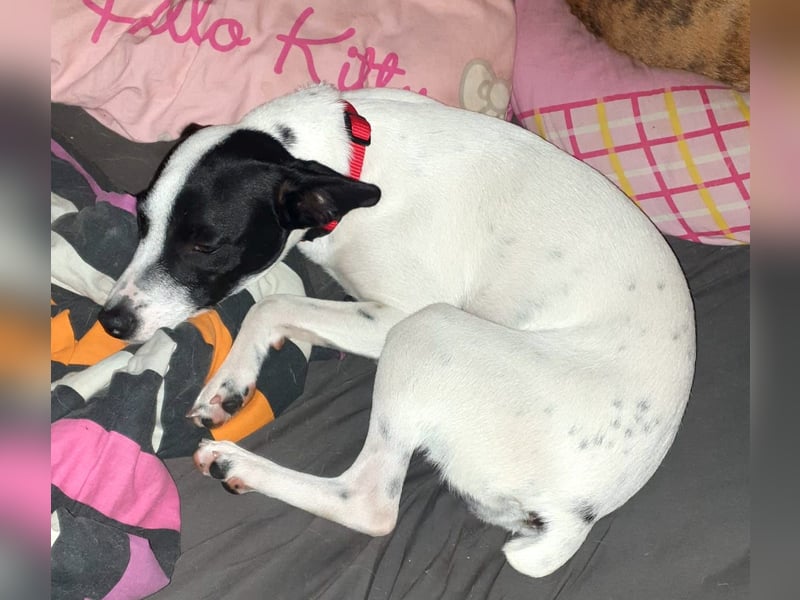PAULINE – kleine Frohnatur sucht Zuhause