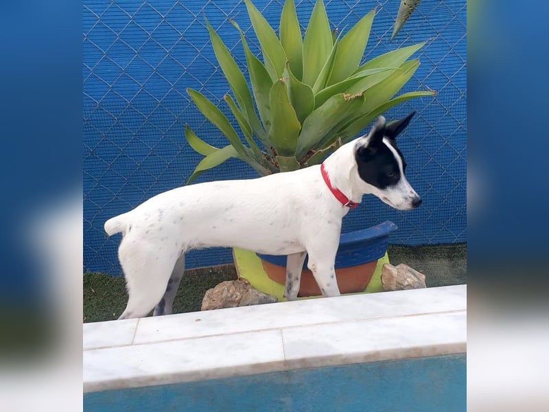 PAULINE – kleine Frohnatur sucht Zuhause