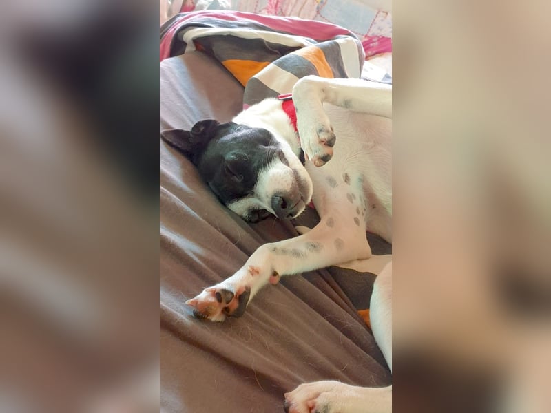 PAULINE – kleine Frohnatur sucht Zuhause