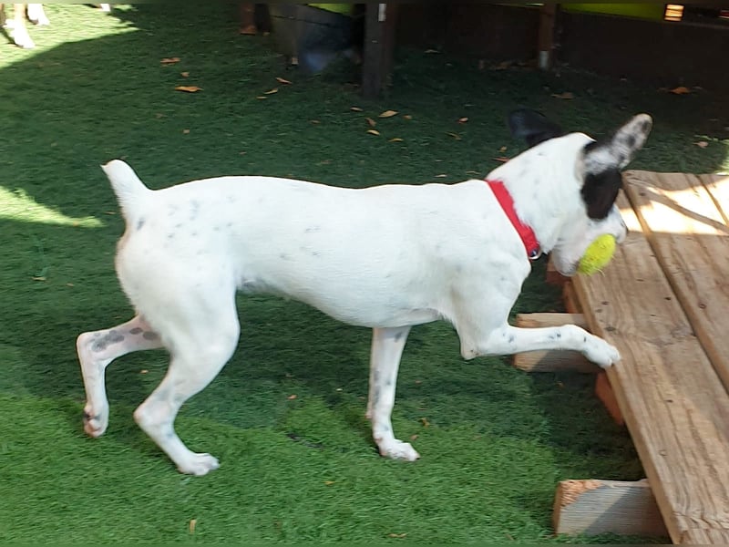 PAULINE – kleine Frohnatur sucht Zuhause
