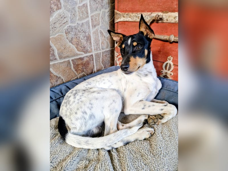 FELIX - Kleine Pfoten, große Lebensfreude