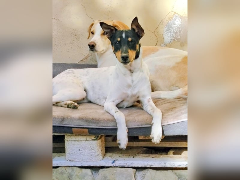 FELIX - Kleine Pfoten, große Lebensfreude