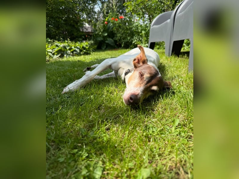 Bodeguero Andaluz Mix, 14 Jahre alt, Rüde