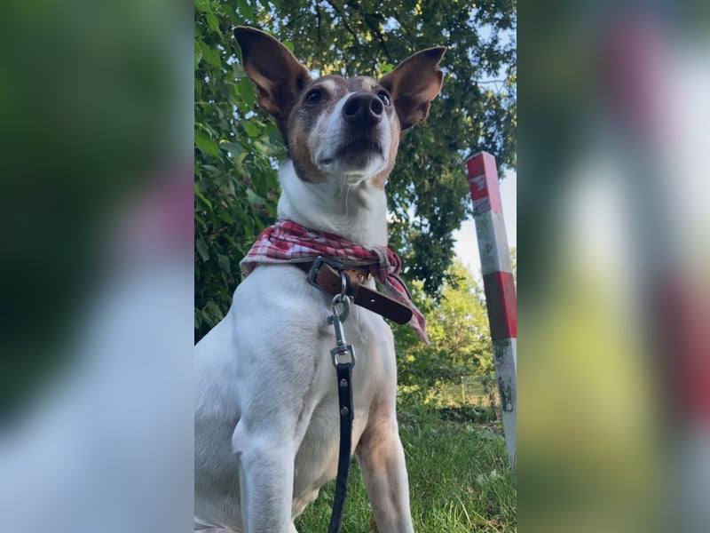 Bodeguero Andaluz Mix, 14 Jahre alt, Rüde