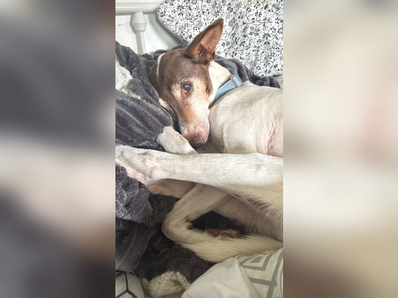 Bodeguero Andaluz Mix, 14 Jahre alt, Rüde