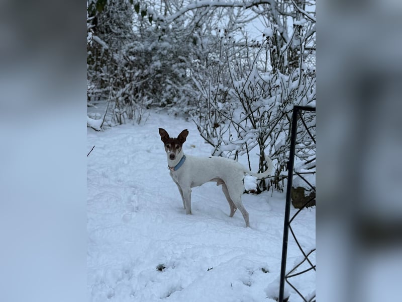 Bodeguero Andaluz Mix, 14 Jahre alt, Rüde