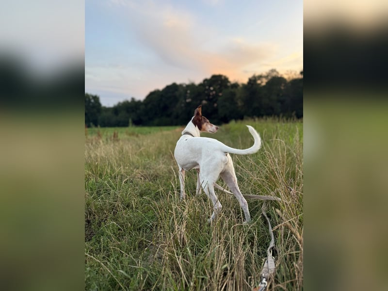 Bodeguero Andaluz Mix, 14 Jahre alt, Rüde