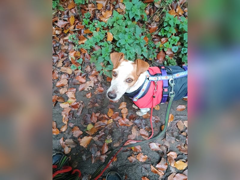 TUTU-wartet in 46459 Rees sehnsüchtig auf sein Für-immer-Zuhause