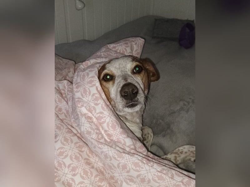 TUTU-wartet in 46459 Rees sehnsüchtig auf sein Für-immer-Zuhause