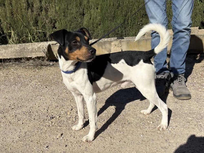 YAGO-fröhlicher Herzenshund sucht Nähe und liebevolles Zuhause