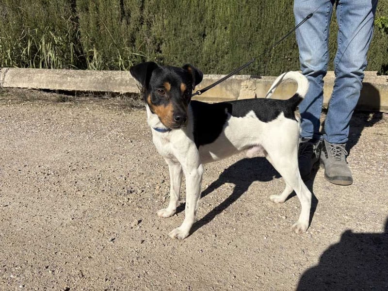 YAGO-fröhlicher Herzenshund sucht Nähe und liebevolles Zuhause