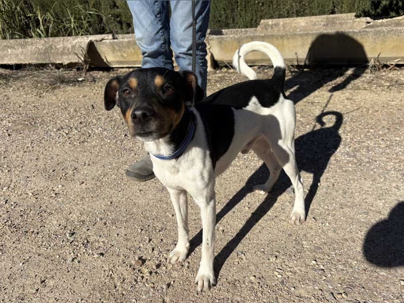 YAGO-fröhlicher Herzenshund sucht Nähe und liebevolles Zuhause