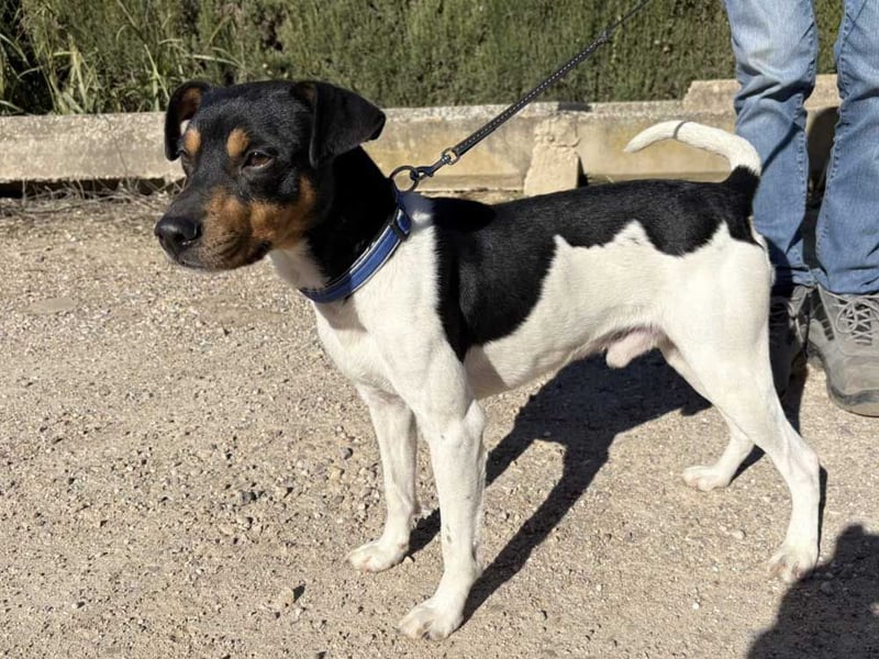 YAGO-fröhlicher Herzenshund sucht Nähe und liebevolles Zuhause